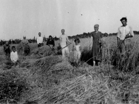 Az aratás alapművelete a kaszálás és a kévék összehordása volt.