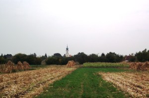 Az egykori szőlők területe 2012-ben a Kazinczy utca felől