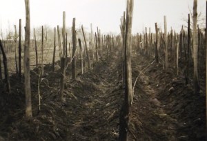 A bakhátas takarási mód