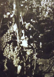 Fehér borszőlő karós műveléssel