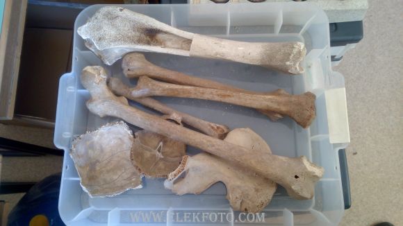 A csontok egy része még most is megvan. Köszönet a képért Klemm Tamásnak.
